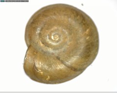 Planorbis carinatus