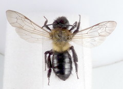 Andrena limata