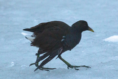 Gallinula chloropus