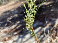 Polygonella articulata