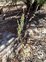 Polygonella articulata