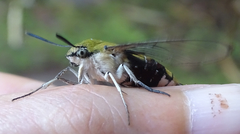 Cephonodes hylas virescens