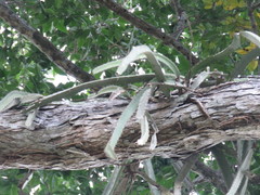 Selenicereus ocamponis