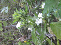 Ruellia foetida
