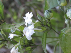 Ruellia foetida