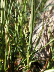 Carex subspathacea