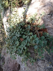 Peperomia angustata