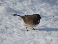 Junco hyemalis montanus
