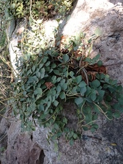 Peperomia angustata