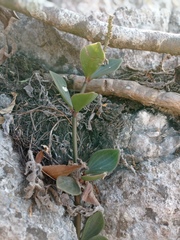 Peperomia angustata