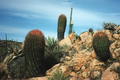 Ferocactus gracilis