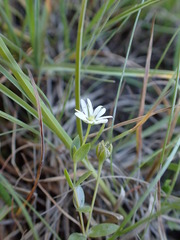 Stellaria humifusa