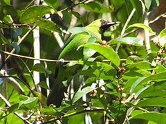 Chloropsis sonnerati