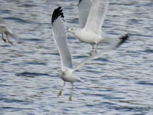 Ring-billed Gull photographed in New Mexico