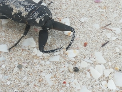 Lethocerus collosicus