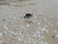 Lethocerus collosicus