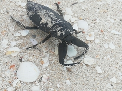 Lethocerus collosicus