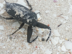 Lethocerus collosicus