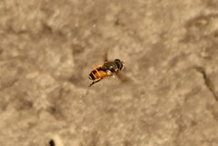 Eristalis bogotensis