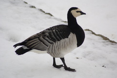 Branta leucopsis