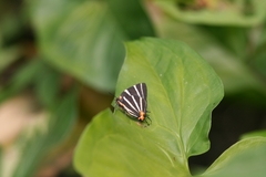 Panthiades bathildis