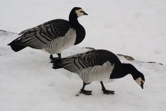 Branta leucopsis