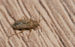 Nysius senecionis