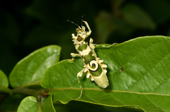 Pseudocreobotra ocellata