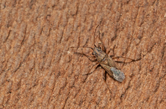 Nysius helveticus