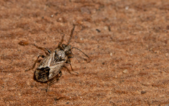 Nysius huttoni