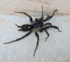 Ischnothele annulata