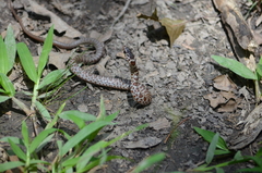 Coluber constrictor latrunculus