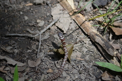 Coluber constrictor latrunculus