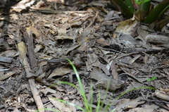 Coluber constrictor latrunculus