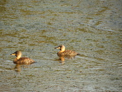Thalassornis leuconotus