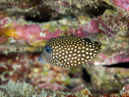 Spotted Boxfish