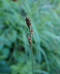 Carex lachenalii