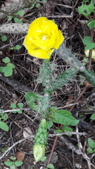 Opuntia aequatorialis