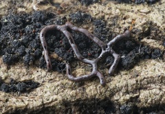 Willkommlangea reticulata