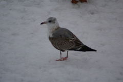 Larus canus