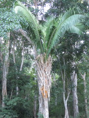 Attalea guacuyule