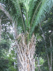 Attalea guacuyule