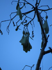 Gyrocarpus jatrophifolius