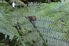 Cantorchilus semibadius