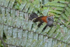 Cantorchilus semibadius