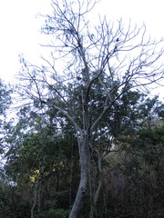 Gyrocarpus jatrophifolius