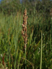 Poa eminens