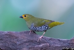 Green Twinspot photo 2