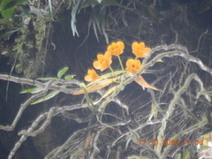 Dendrobium chrysanthum