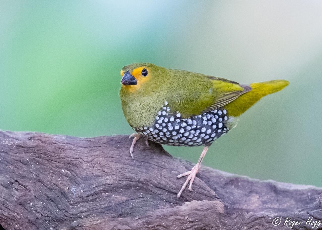 Green-backed Twinspot (Mandingoa nitidula)